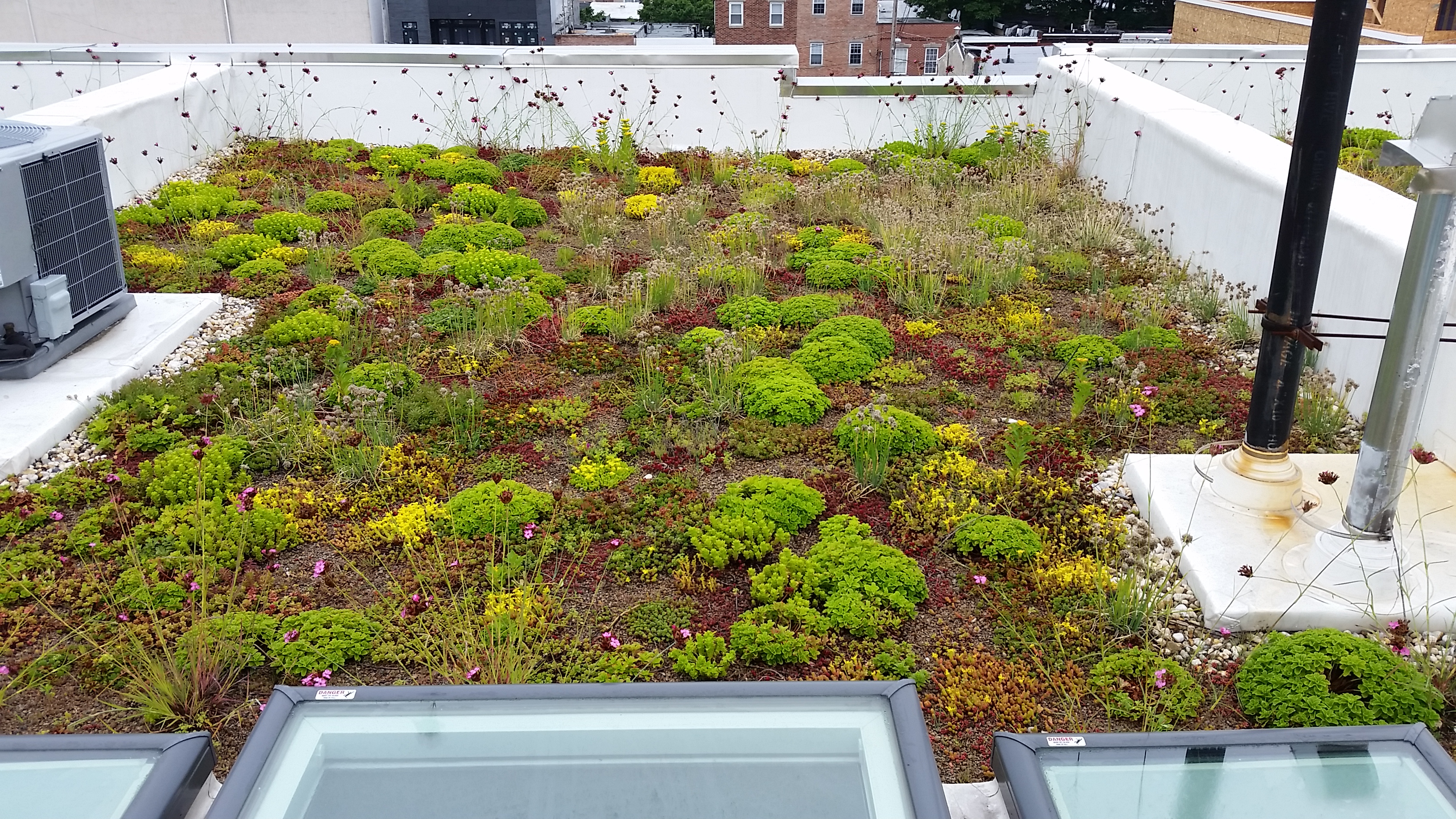 a well-established green roof Photo credit: Sam Teav